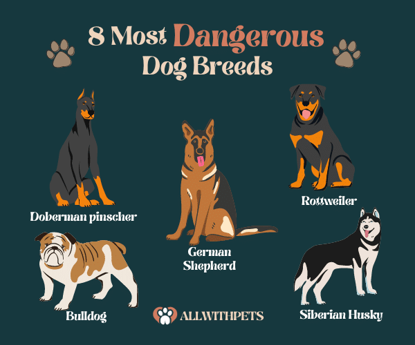 8 Most Dangerous Dog Breeds