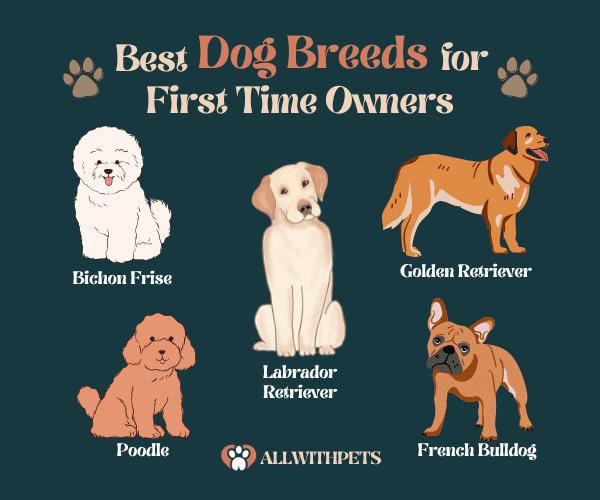 Best Dog Breeds for First Time Owners