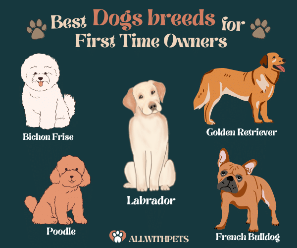 Best dogs for first time owners