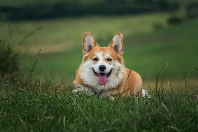 Corgi sitting on grass