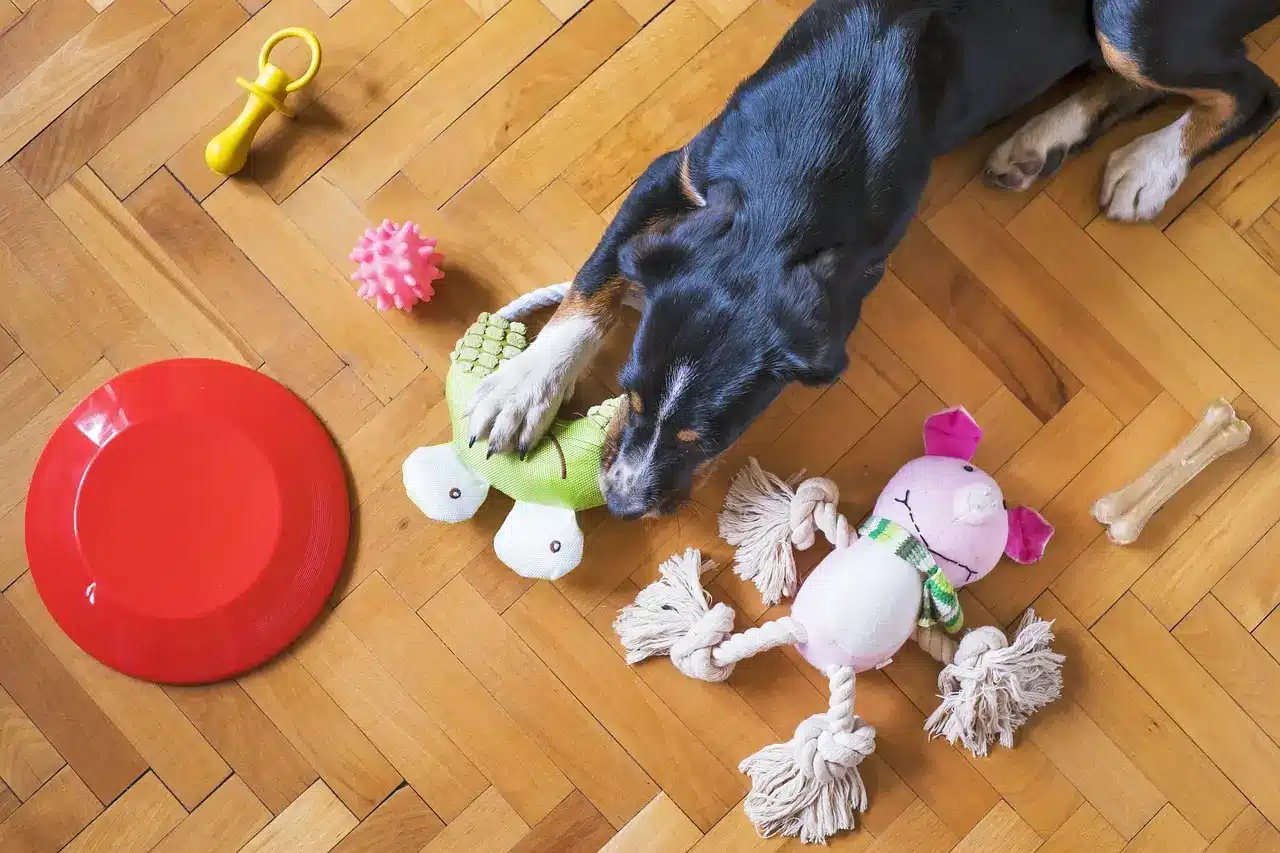 Dog playing dog toys