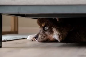 A dog hiding under the bed