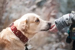 A golden retriever is being fed