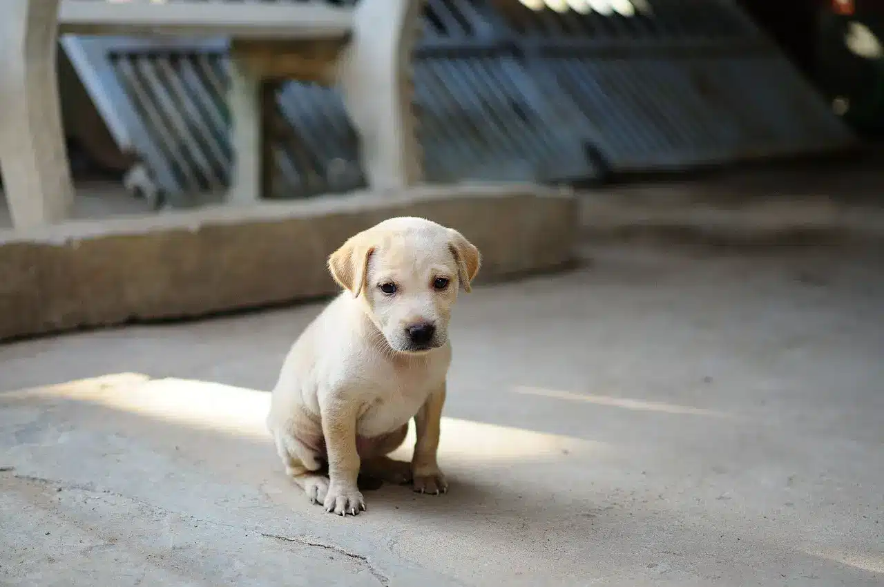 Lonely Puppy