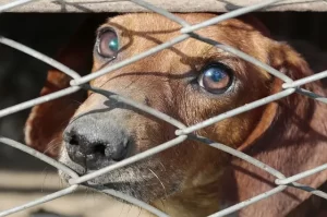 A dog in a cage