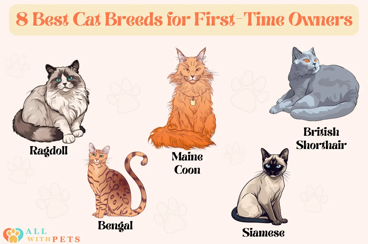 Best Cat Breeds for First-Time Owners