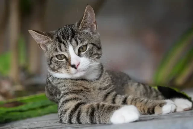 American Shorthair