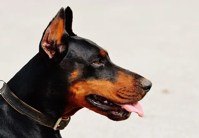 Doberman Pinscher