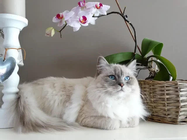 Ragdoll Cat