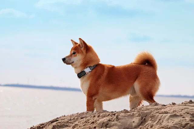 Shiba Inu