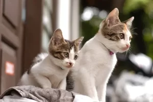 Cat vs Kitten