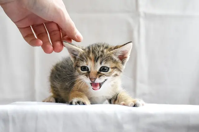 Kitten