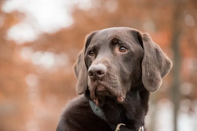 Labrador Retriever