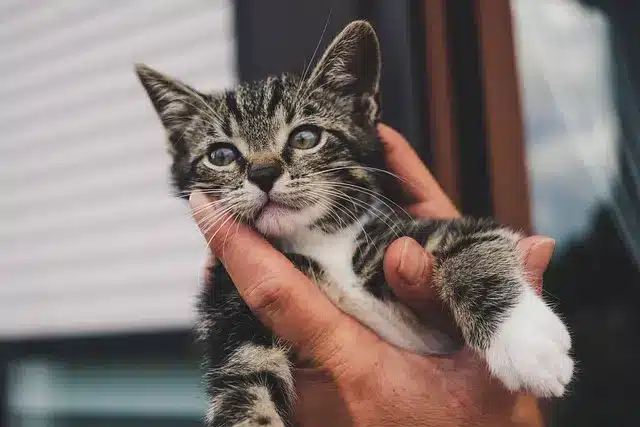 Kitten being picked up