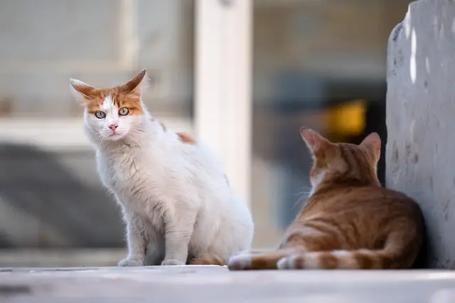 Two cats looking at each other