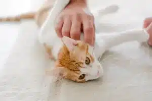 A cat being petted