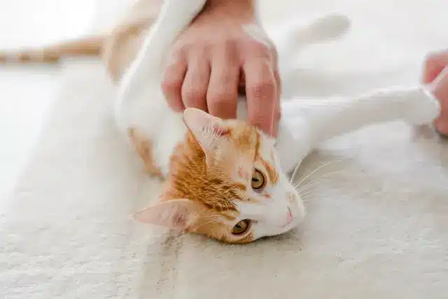 A cat being petted